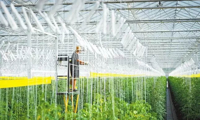 加強規?；N植基地建設與農業生產托管服務，助力蔬菜產業穩定發展
