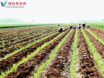 農業生產托管服務 賦能現代農業，繪就鄉村振興新圖景